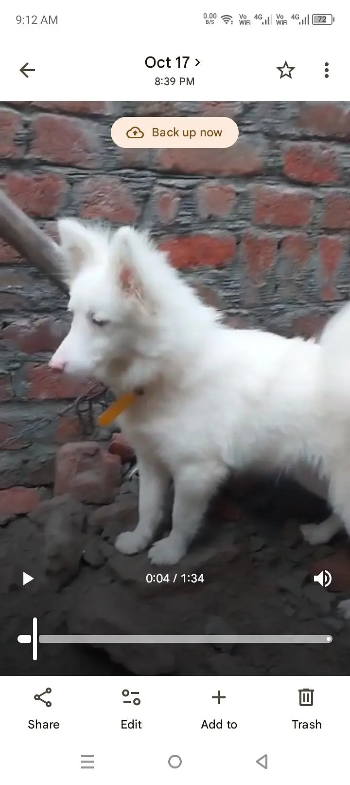 Russian dog 5 minutes age pink nose — photo 6