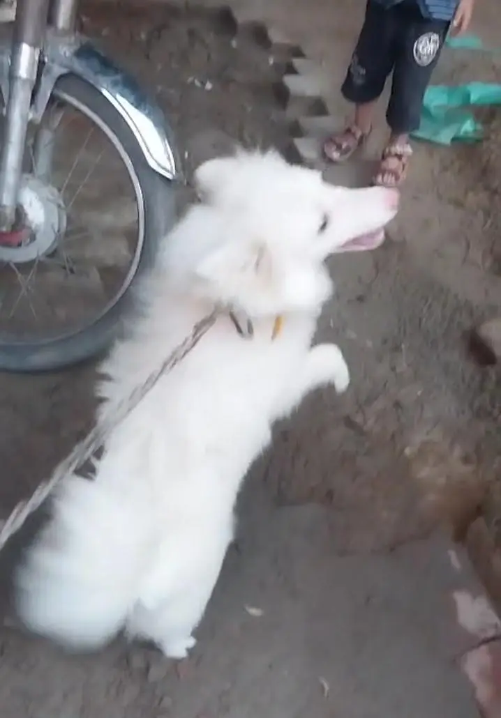 Russian dog 5 minutes age pink nose — photo 7