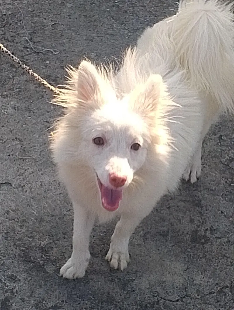 Russian dog 5 minutes age pink nose — photo 8