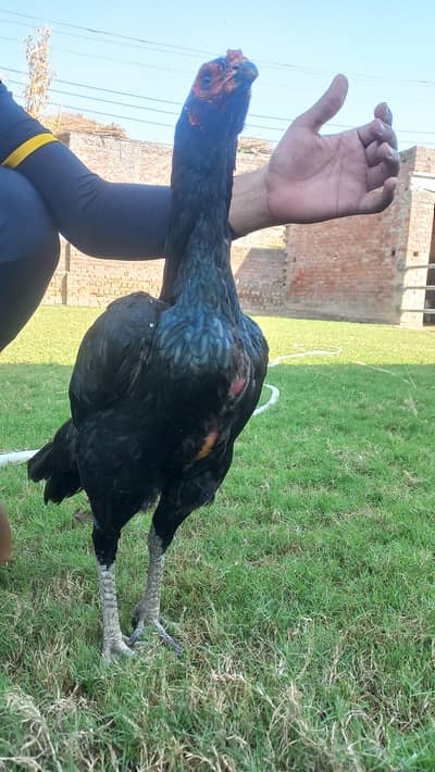 pure black thai female hen available condition10 by 10