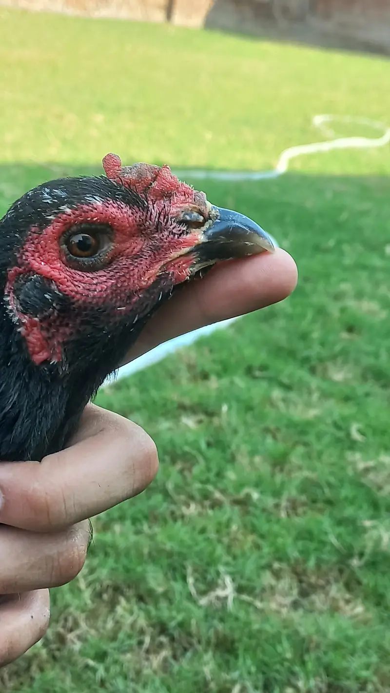 pure black thai female hen available condition10 by 10 — photo 3