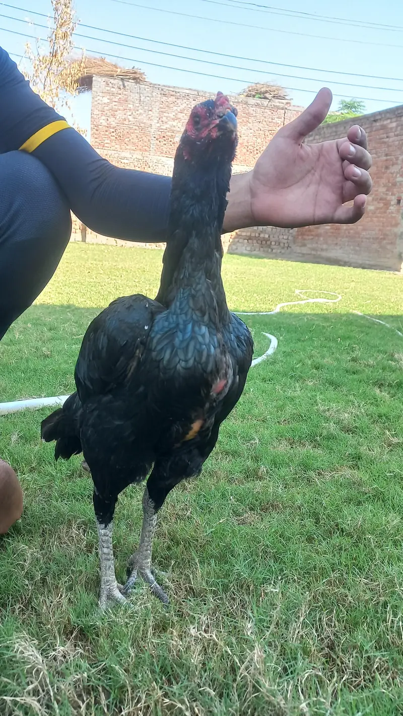 pure black thai female hen available condition10 by 10 — photo 4