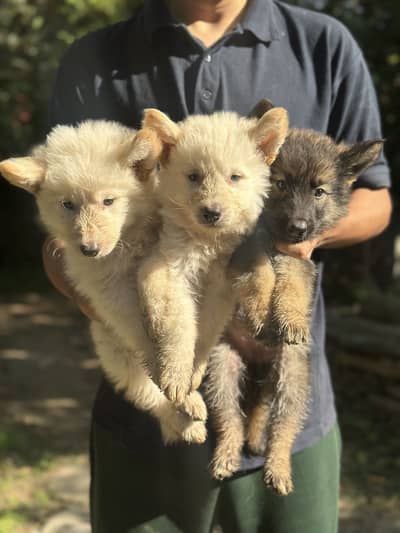 Alaskan Shepherd Puppies for Sale | Healthy & Active Pups