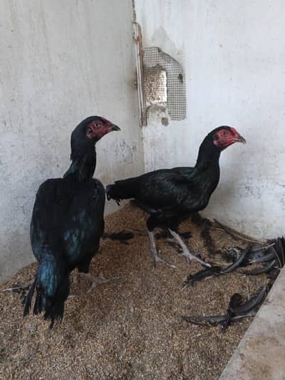 aseel hens for sale