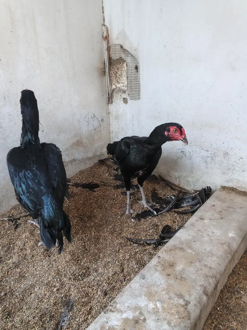 aseel hens for sale — photo 2