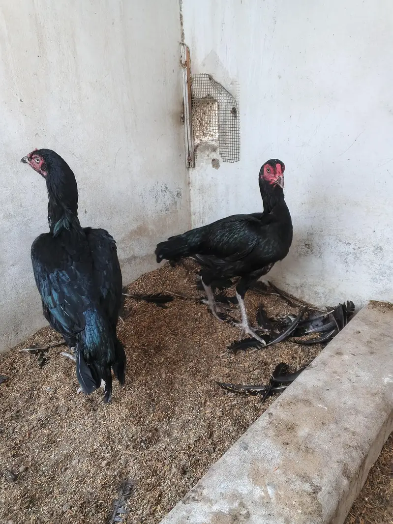 aseel hens for sale — photo 3