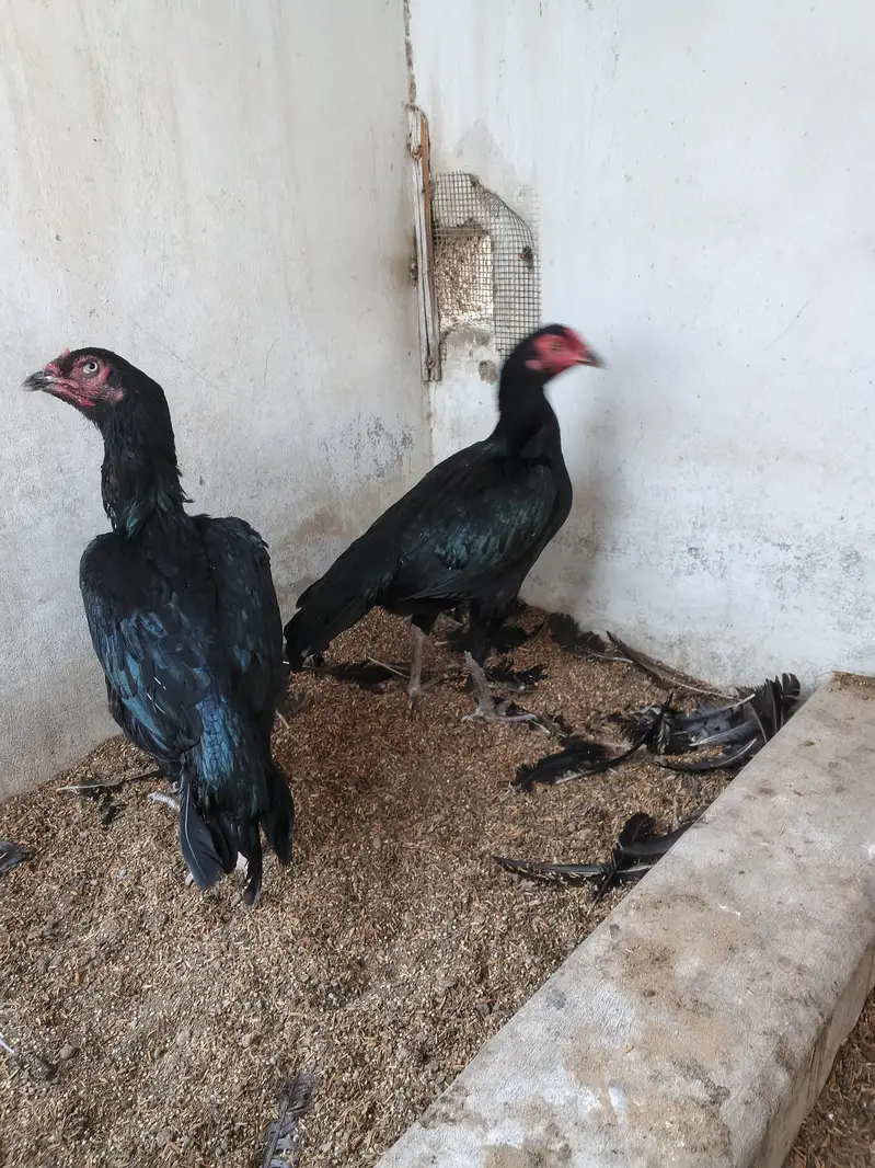 aseel hens for sale — photo 4