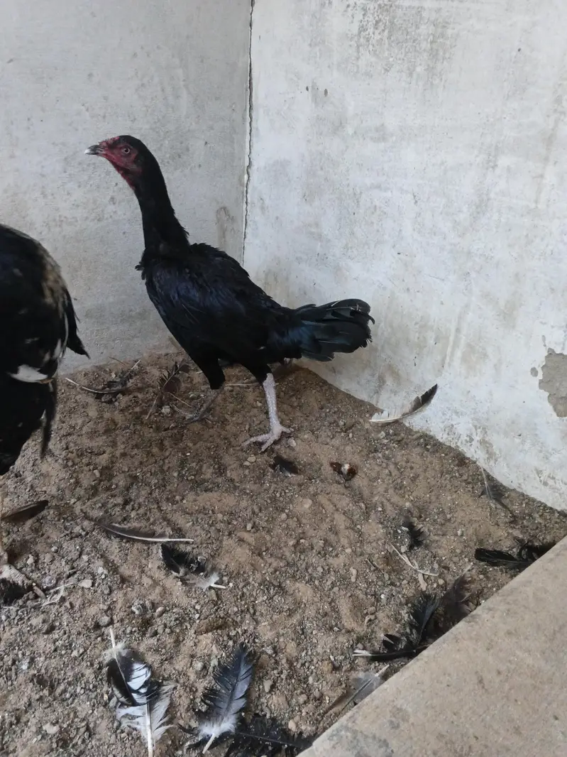aseel hens for sale — photo 5
