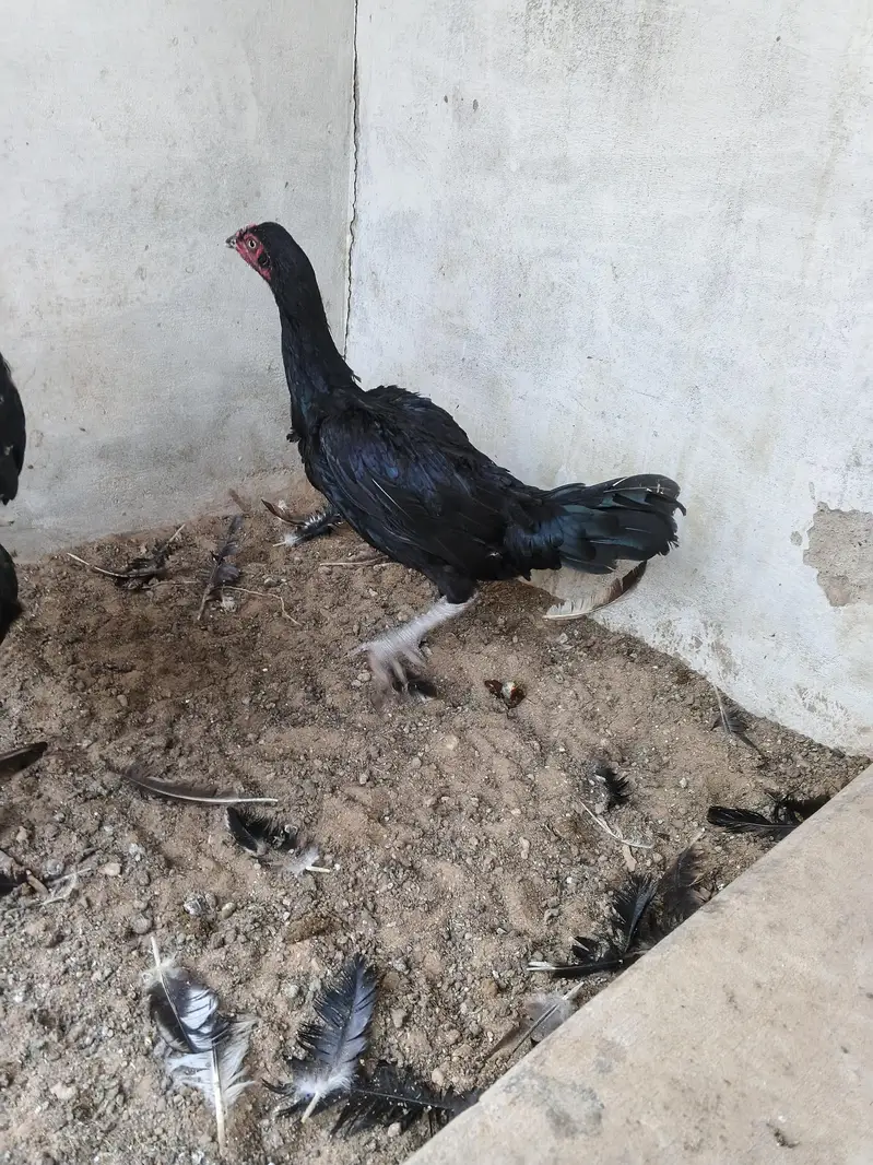 aseel hens for sale — photo 6