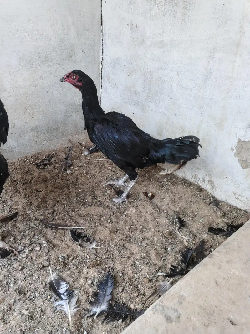 aseel hens for sale — photo 7
