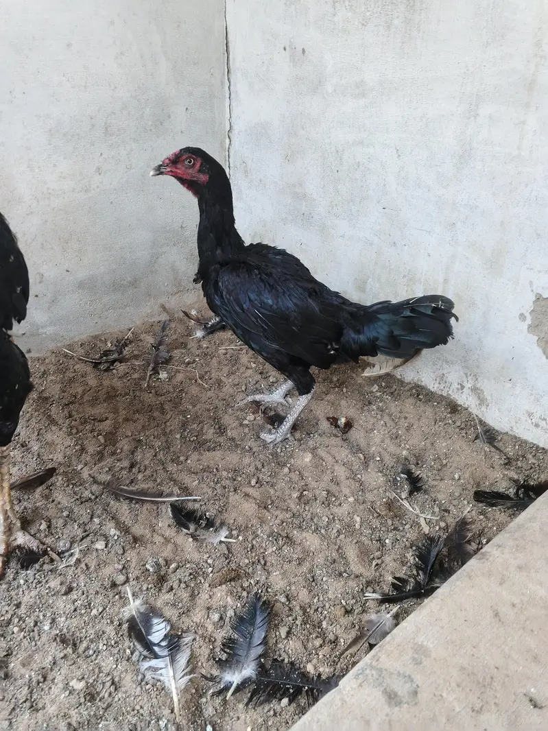 aseel hens for sale — photo 8