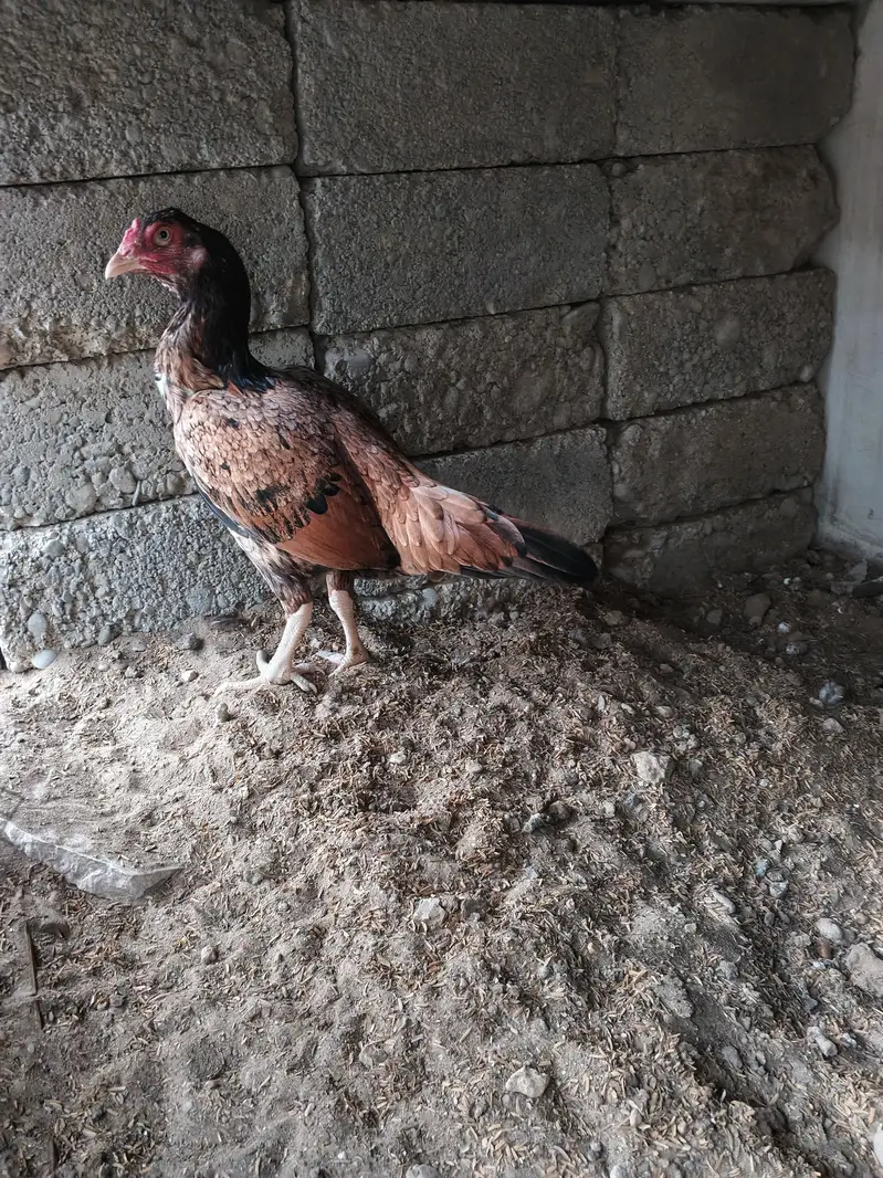 aseel hens for sale — photo 9