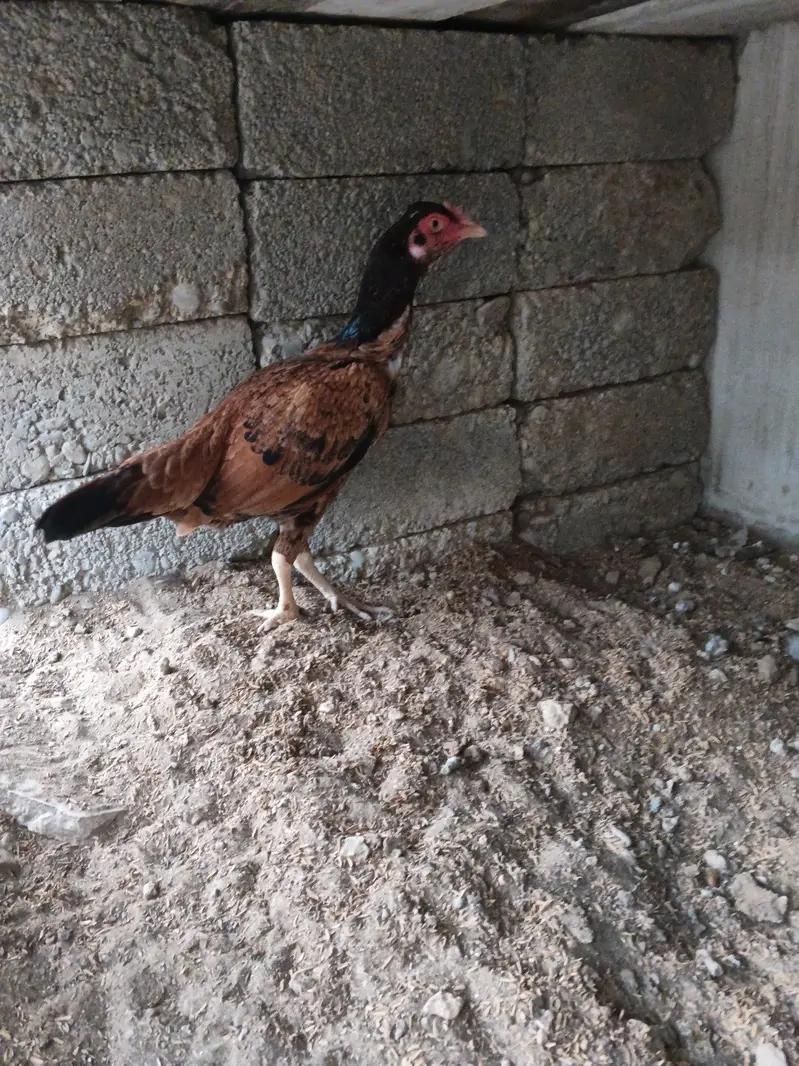 aseel hens for sale — photo 10