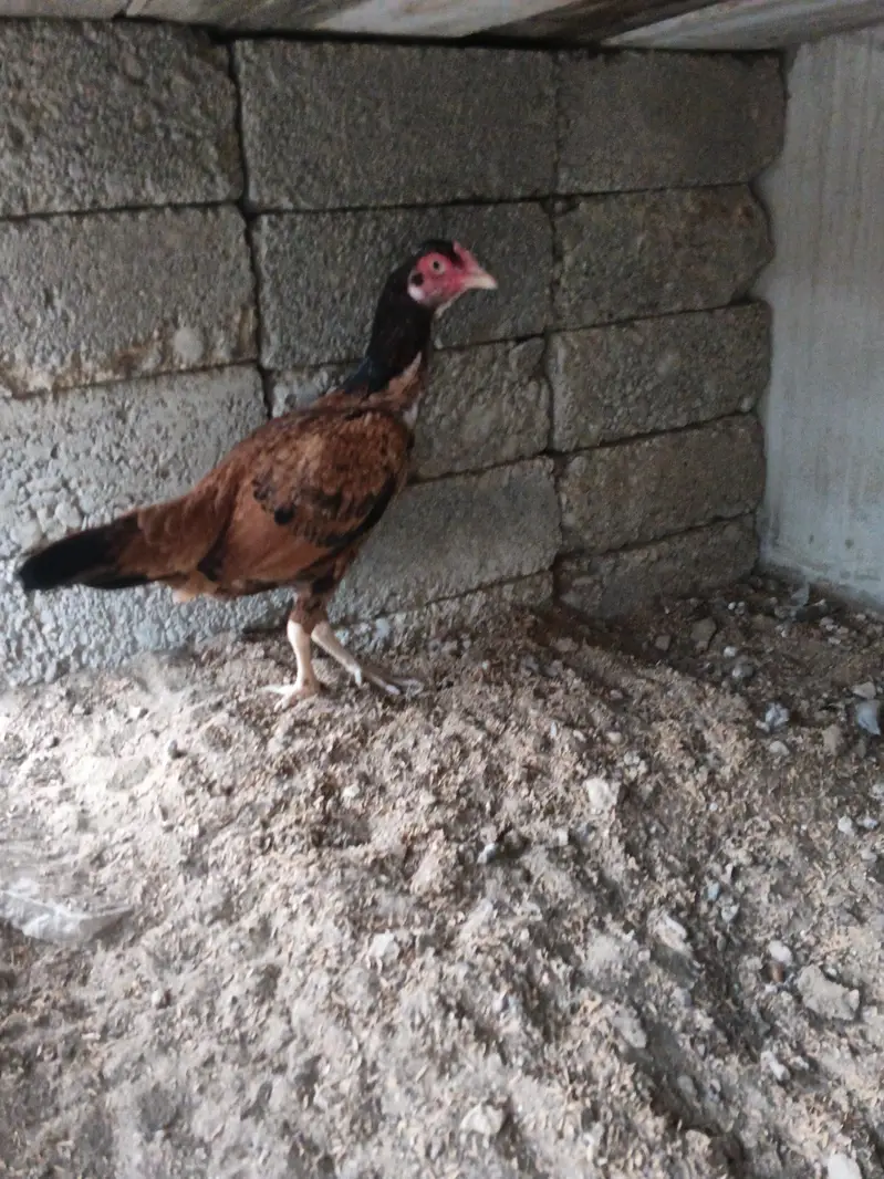aseel hens for sale — photo 11
