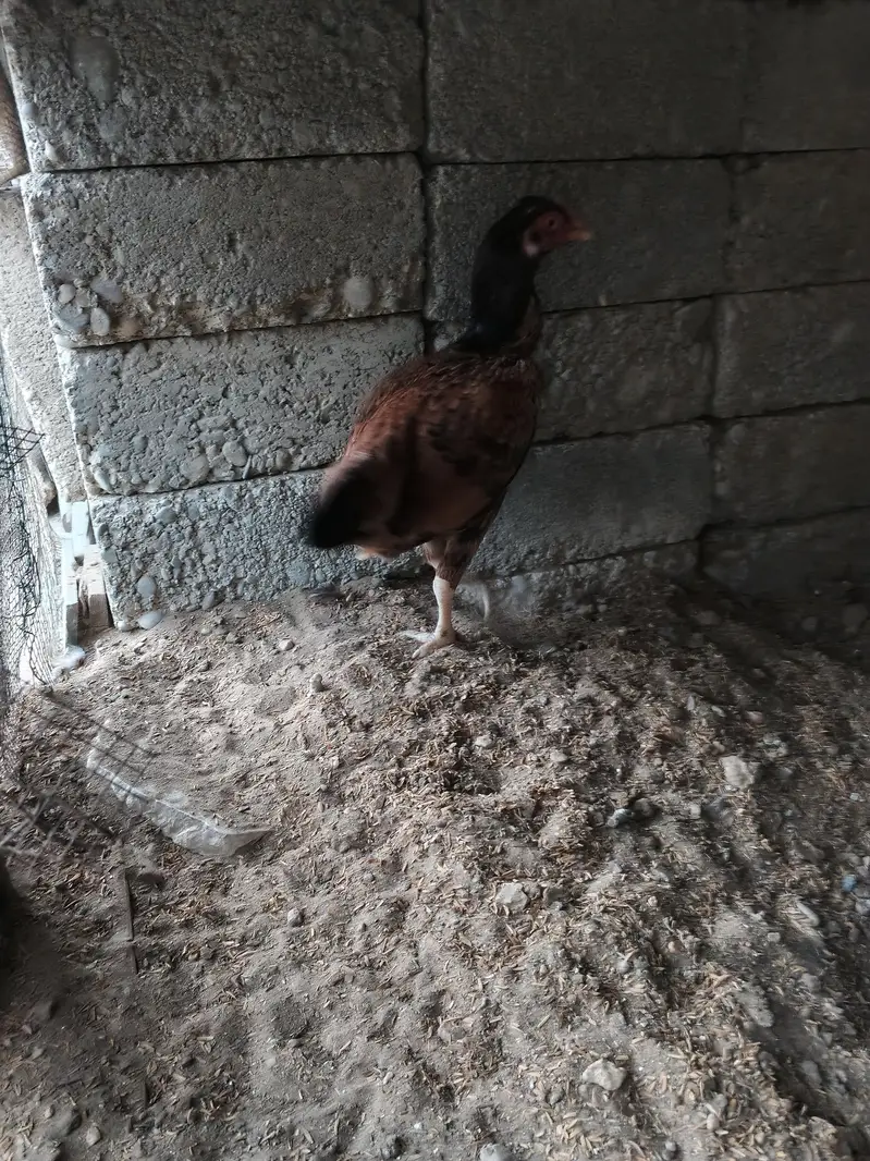 aseel hens for sale — photo 12