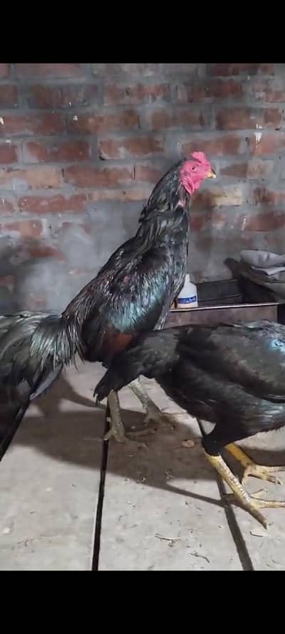 bohat achi Chez hai quality wali chez