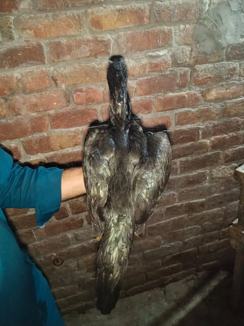 bohat achi Chez hai quality wali chez — photo 10