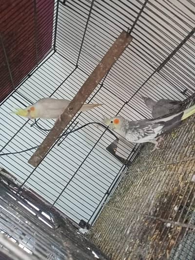 Cocktail pair with 2 self chicks Location Jaranwala sirf call