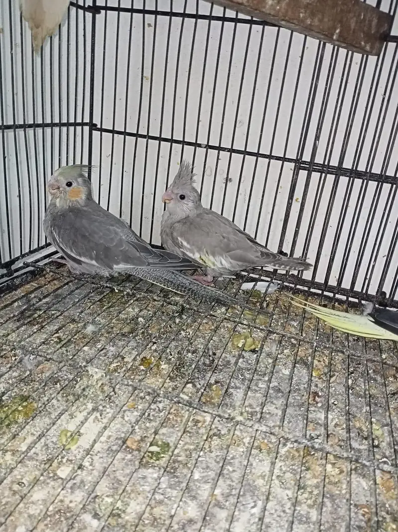 Cocktail pair with 2 self chicks Location Jaranwala sirf call — photo 2