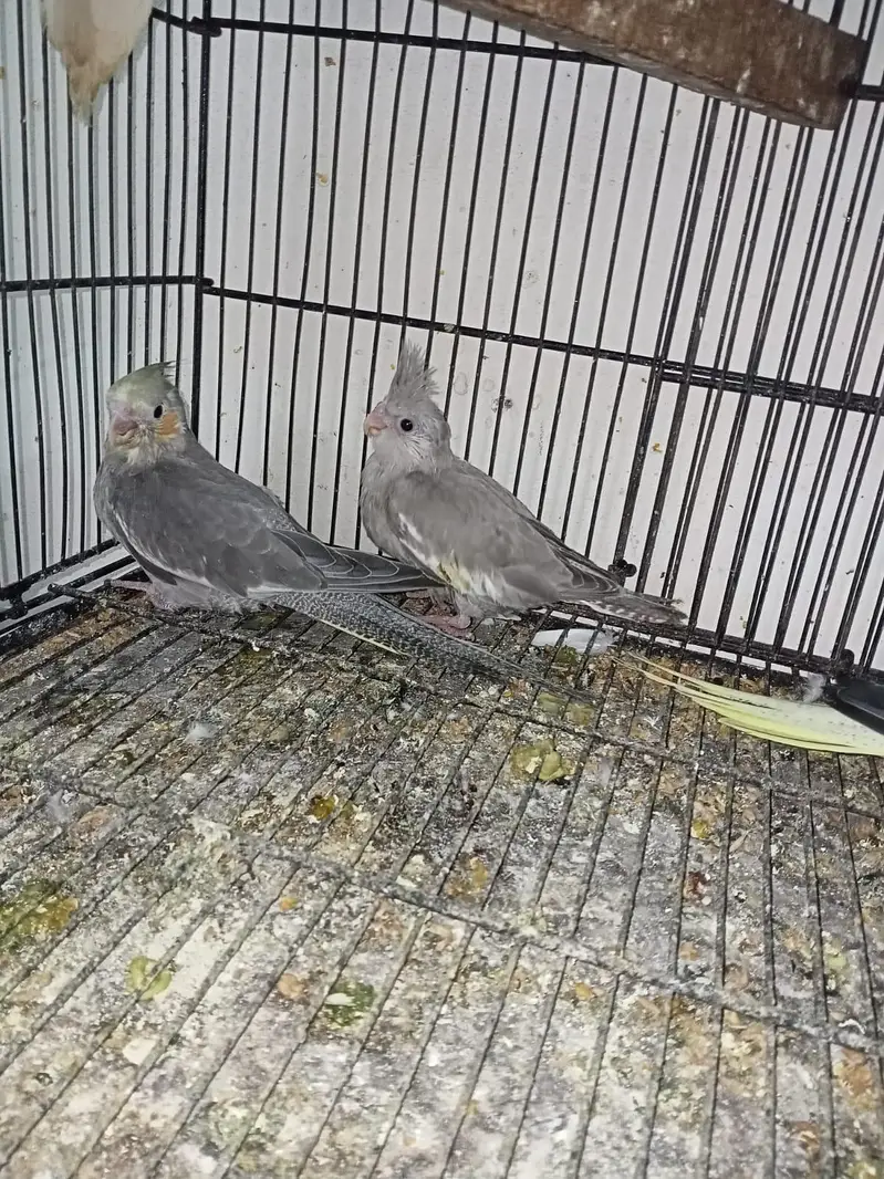 Cocktail pair with 2 self chicks Location Jaranwala sirf call — photo 3
