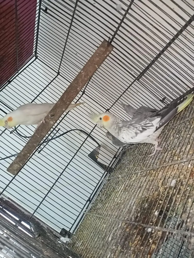 Cocktail pair with 2 self chicks Location Jaranwala sirf call — photo 4