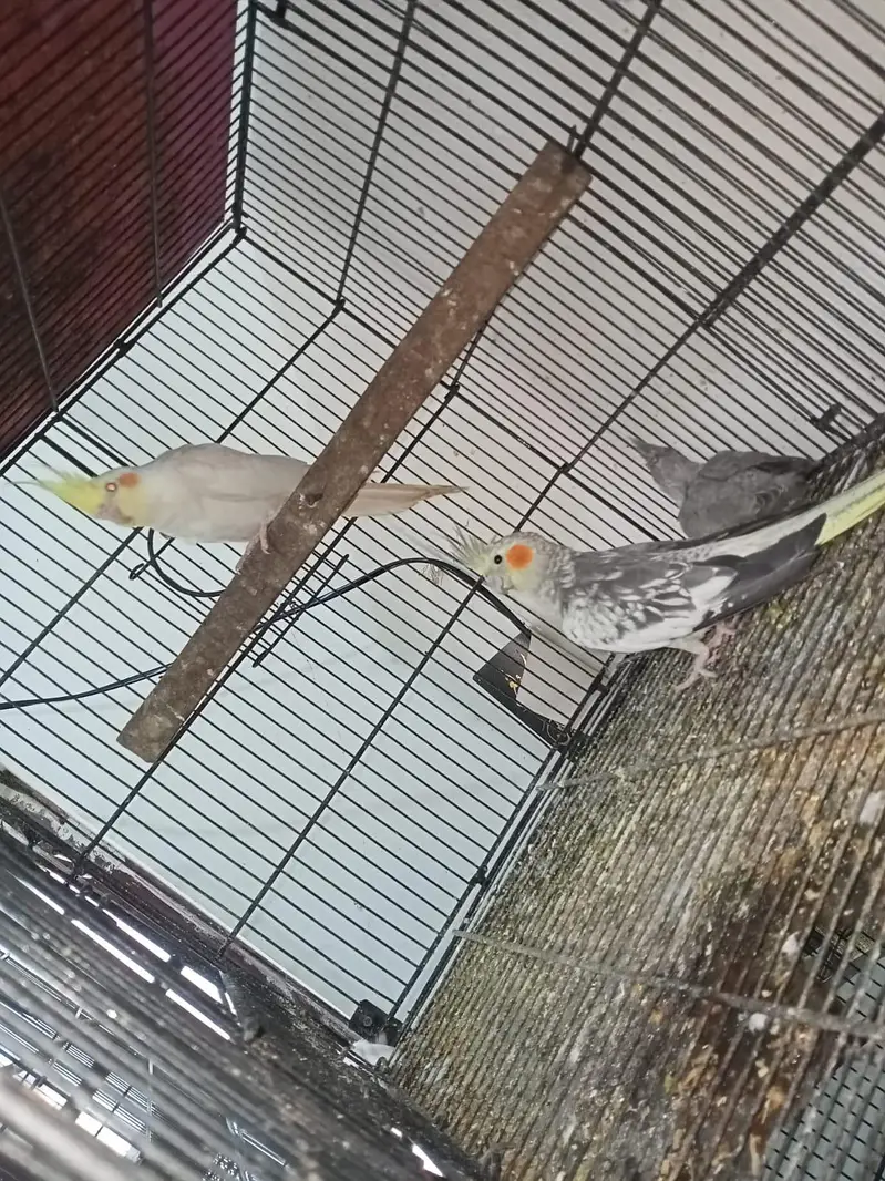 Cocktail pair with 2 self chicks Location Jaranwala sirf call — photo 5
