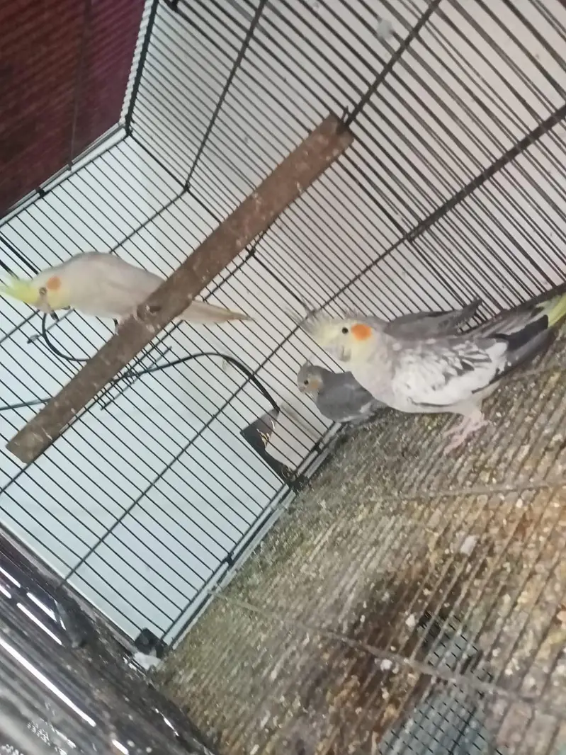 Cocktail pair with 2 self chicks Location Jaranwala sirf call — photo 6