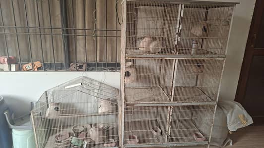 Birds cages