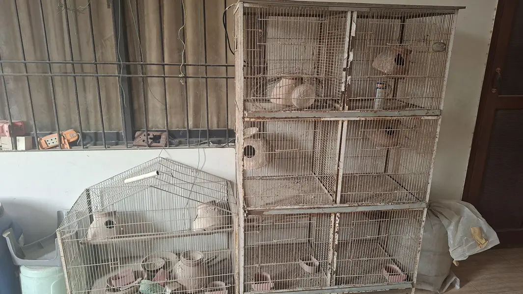Birds cages — photo 2