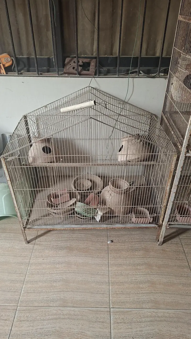 Birds cages — photo 3