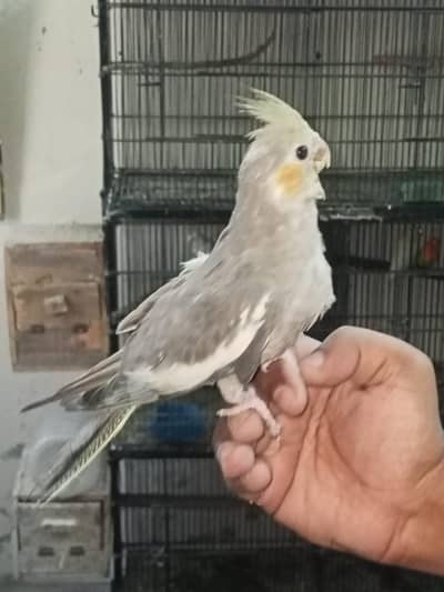 Cocktail chicks for hand tame Location Jaranwala sirf call O3O34O88469