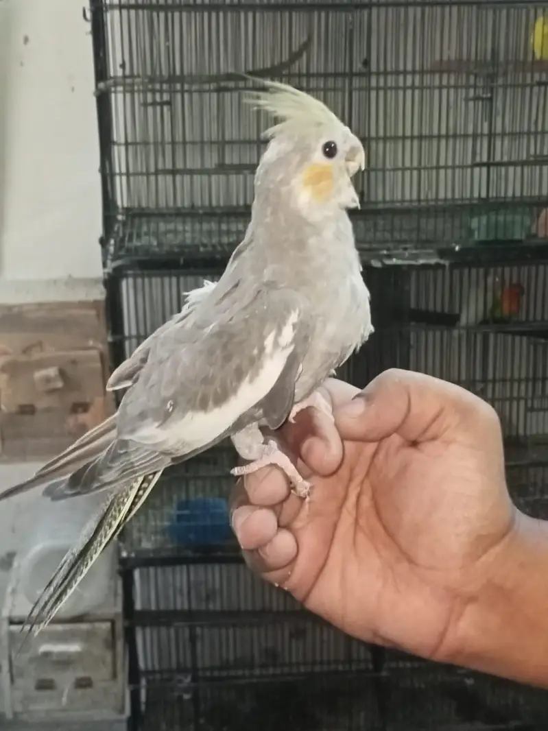 Cocktail chicks for hand tame Location Jaranwala sirf call O3O34O88469 — photo 2