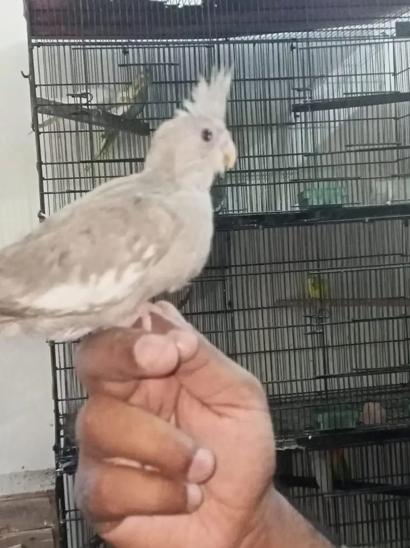 Cocktail chicks for hand tame Location Jaranwala sirf call O3O34O88469 — photo 4