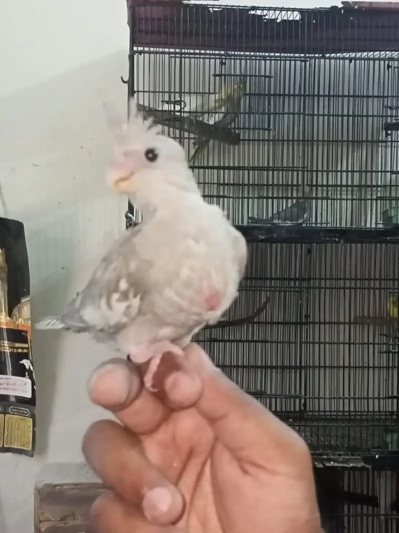 Cocktail chicks for hand tame Location Jaranwala sirf call O3O34O88469 — photo 5