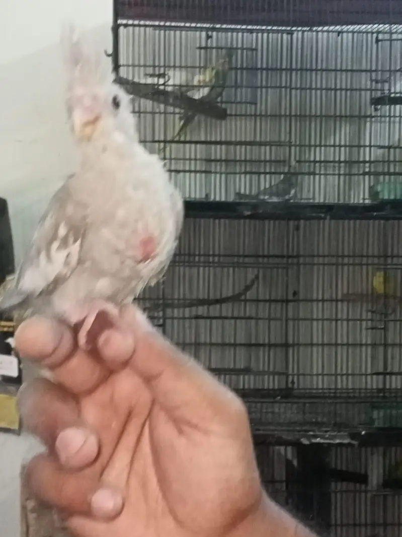 Cocktail chicks for hand tame Location Jaranwala sirf call O3O34O88469 — photo 6