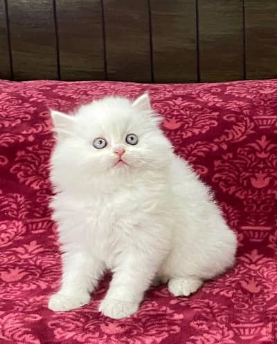Fluffy Kittens/White Persian Kitten/Cats/Male/Female