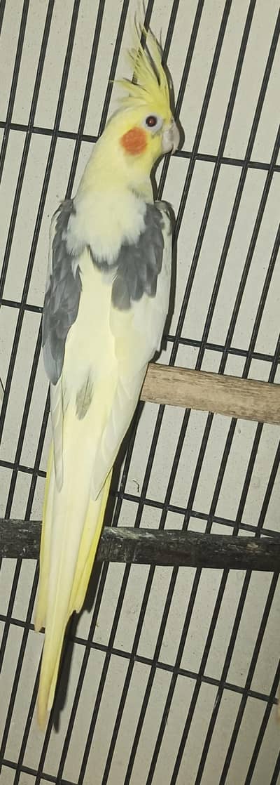 cocktail breeder Male Location jaranwala sirf call O3O34O88469