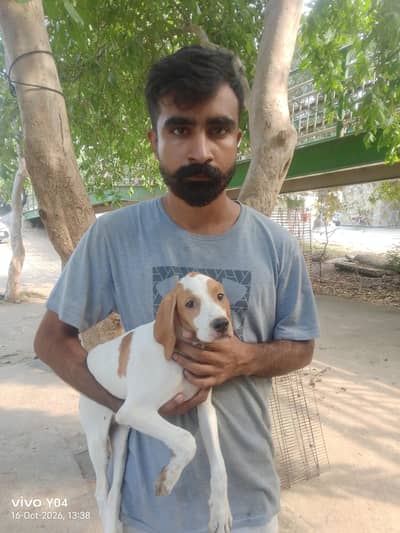 English pointer female age 3 mo location Lahore Pakistan