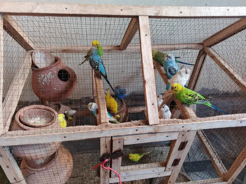 Breading Parrot Good — photo 2