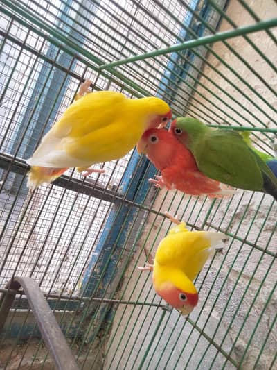 Love Birds Lotino, Fisher