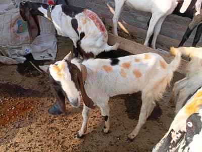 10 GOATS FOR SALE IN RAWALPINDI