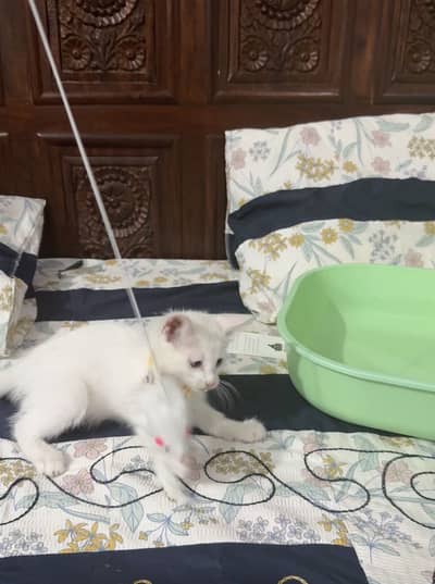 Persian cat white colour