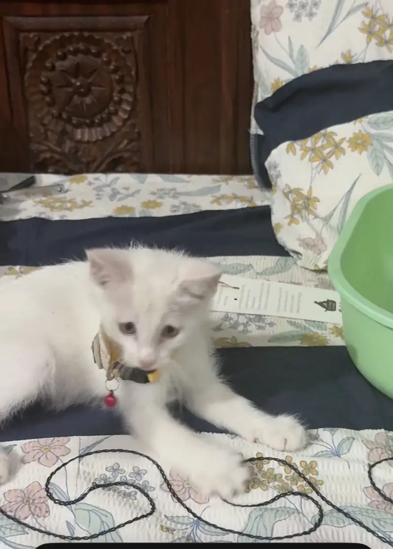 Persian cat white colour — photo 2