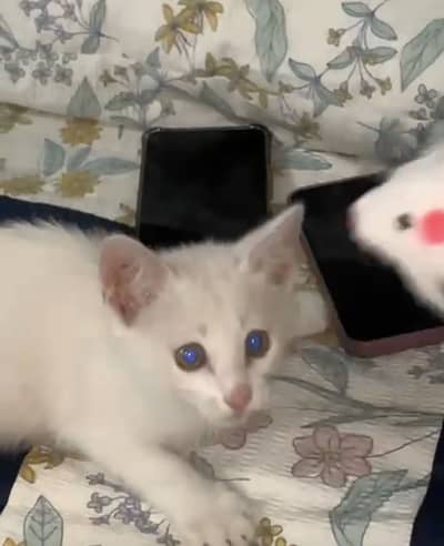 Persian cat white colour