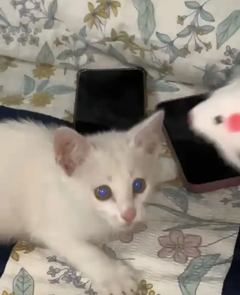 Persian cat white colour — photo 3