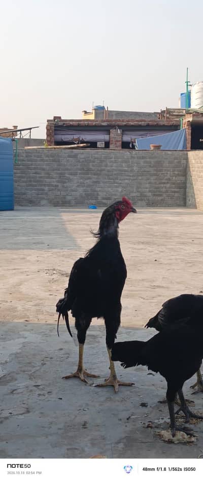 High Quality bird