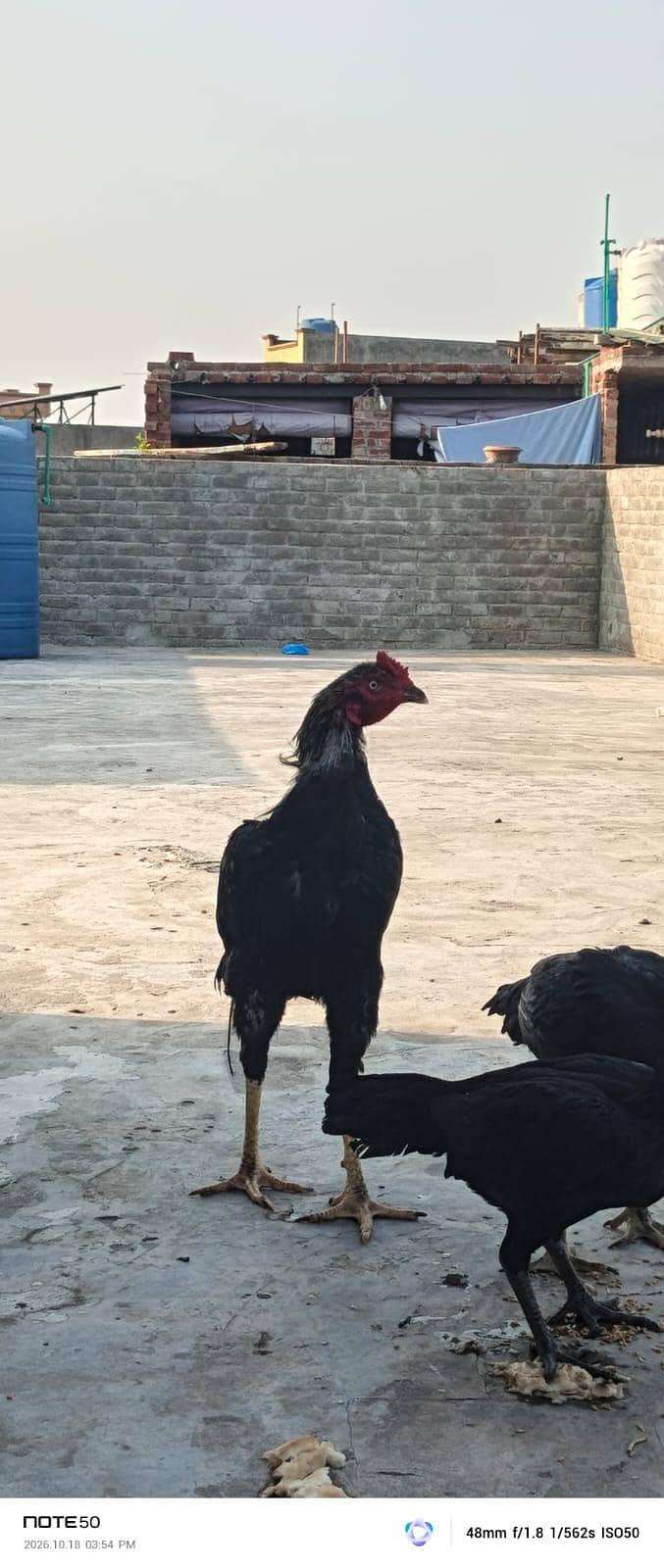 High Quality bird 1
