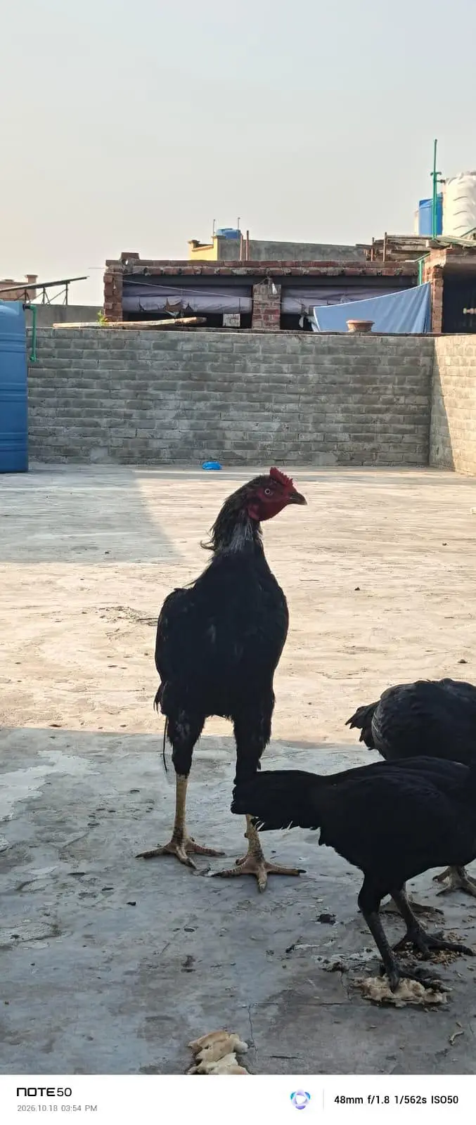 High Quality bird — photo 2