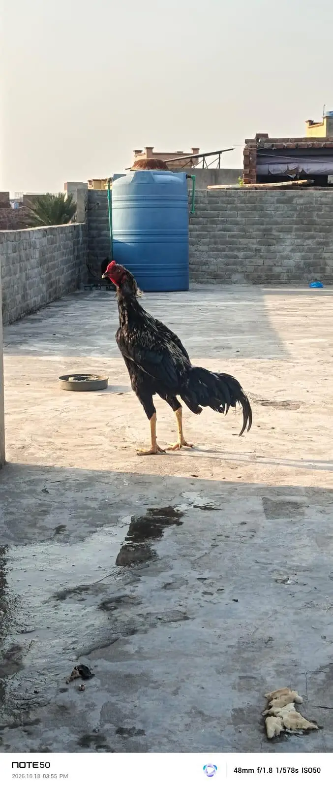 High Quality bird — photo 4