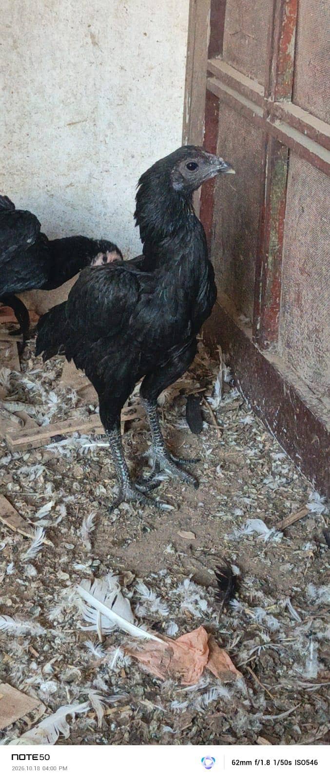 High Quality bird 4